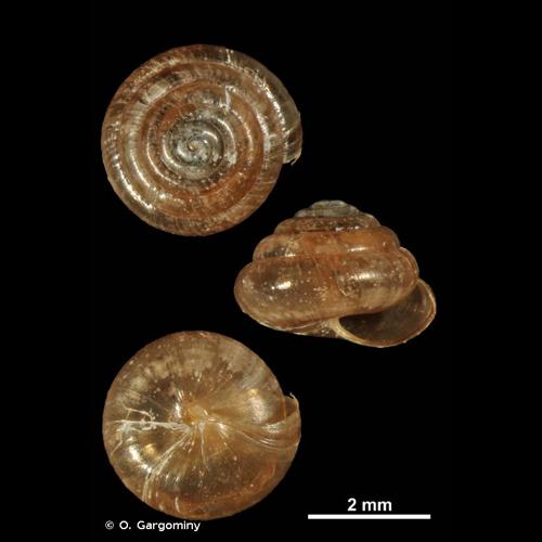 <i>Euconulus fulvus</i> (O.F. Müller, 1774) © O. Gargominy