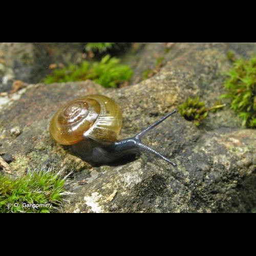 <i>Morlina glabra glabra</i> (Rossmässler, 1835) © O. Gargominy