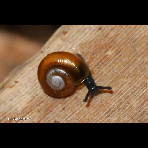 <i>Nesovitrea hammonis</i> (Strøm, 1765) © O. Gargominy