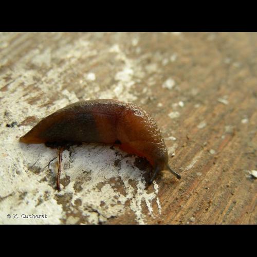 <i>Milax gagates</i> (Draparnaud, 1801) © X. Cucherat