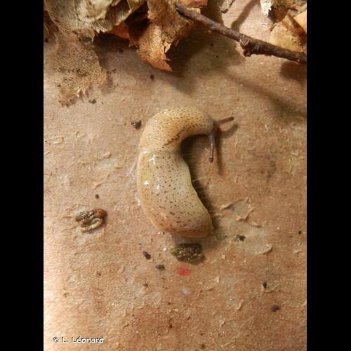 <i>Tandonia rustica</i> (Millet, 1843) © L. Léonard