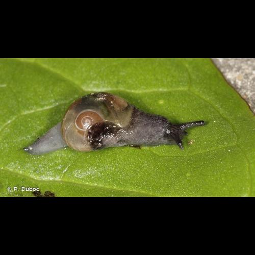 <i>Phenacolimax major</i> (A. Férussac, 1807) © P. Duboc