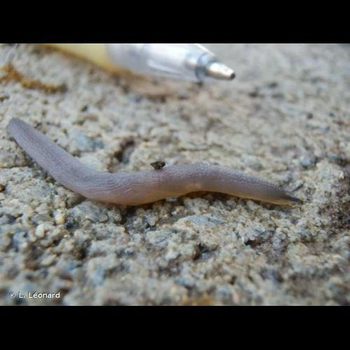 <i>Boettgerilla pallens</i> Simroth, 1912 © L. Léonard