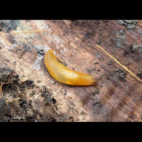 <i>Malacolimax tenellus</i> (O.F. Müller, 1774) © L. Léonard