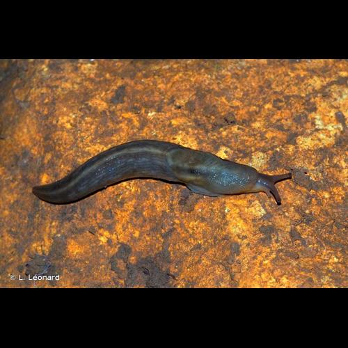 <i>Lehmannia marginata</i> (O.F. Müller, 1774) © L. Léonard