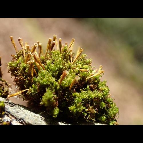 <i>Ulota crispa</i> (Hedw.) Brid., 1819 © H. TINGUY