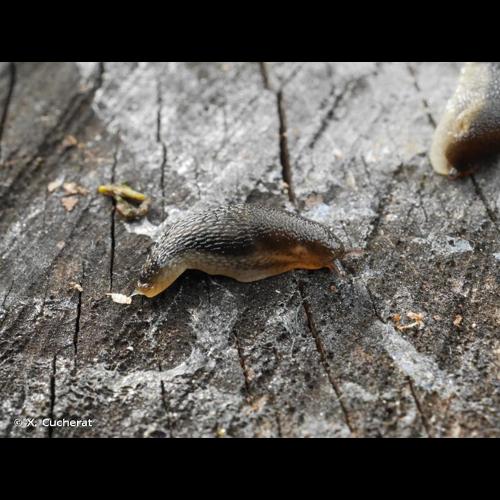 <i>Arion fuscus</i> (O.F. Müller, 1774) © X. Cucherat