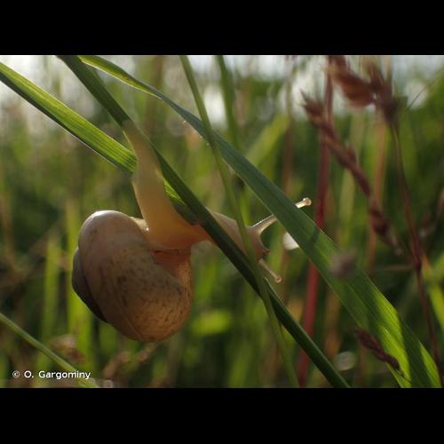 <i>Fruticicola fruticum</i> (O.F. Müller, 1774) © O. Gargominy