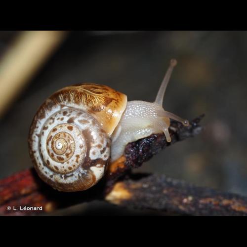 <i>Monacha cartusiana</i> (O.F. Müller, 1774) © L. Léonard