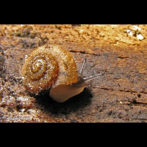 <i>Xerotricha conspurcata</i> (Draparnaud, 1801) &copy; O. Gargominy