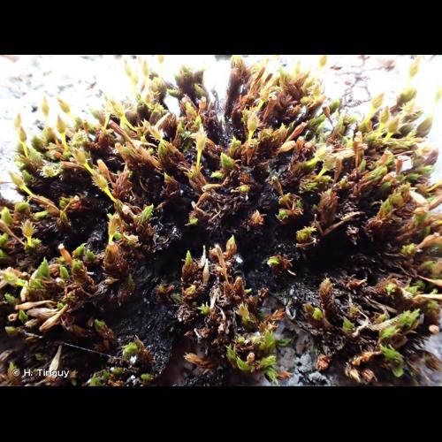 <i>Ulota hutchinsiae</i> (Sm.) Hammar, 1852 © H. Tinguy