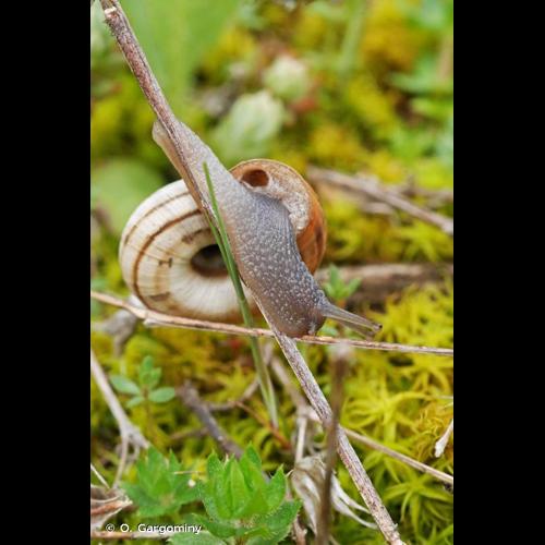 <i>Helicella itala itala</i> (Linnaeus, 1758) © O. Gargominy