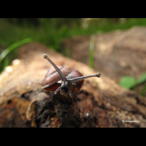 <i>Hygromia cinctella</i> (Draparnaud, 1801) © O. Gargominy