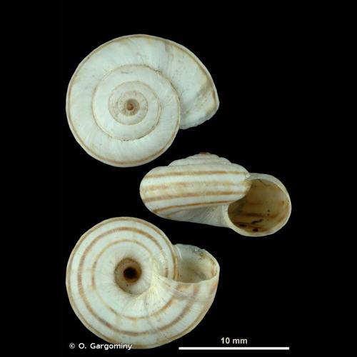 <i>Cernuella neglecta</i> (Draparnaud, 1805) &copy; O. Gargominy