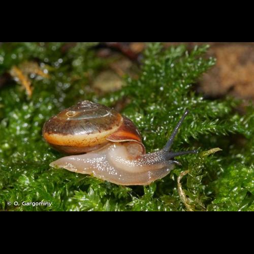 <i>Monachoides incarnatus incarnatus</i> (O.F. Müller, 1774) &copy; O. Gargominy