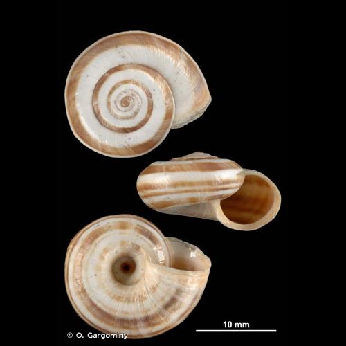 <i>Xerolenta obvia obvia</i> (Menke, 1828) © O. Gargominy
