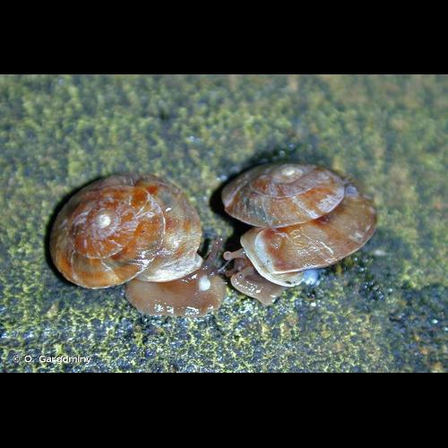 <i>Helicigona lapicida lapicida</i> (Linnaeus, 1758) © O. Gargominy
