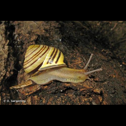 <i>Cepaea nemoralis nemoralis</i> (Linnaeus, 1758) © O. Gargominy