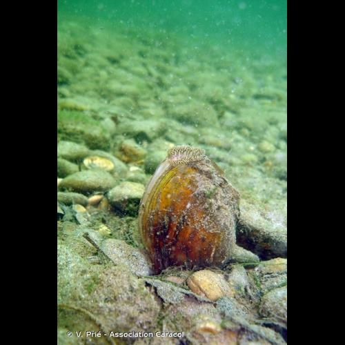 <i>Sinanodonta woodiana</i> (I. Lea, 1834) © V. Prié - Association Caracol