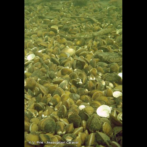 <i>Corbicula fluminea</i> (O.F. Müller, 1774) © V. Prié - Association Caracol