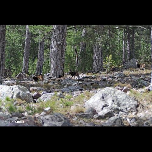 <i>Ovis gmelinii musimon</i> (Pallas, 1811) © J.P. Siblet