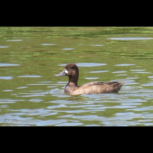 <i>Aythya affinis</i> (Eyton, 1838) © S. Uriot