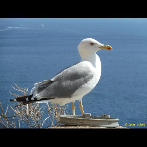 <i>Larus michahellis</i> Naumann, 1840 &copy; NULL