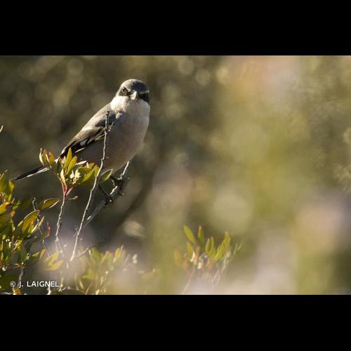 <i>Lanius meridionalis</i> Temminck, 1820 © J. LAIGNEL
