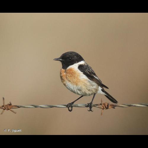 <i>Saxicola rubicola</i> (Linnaeus, 1766) © F. Jiguet