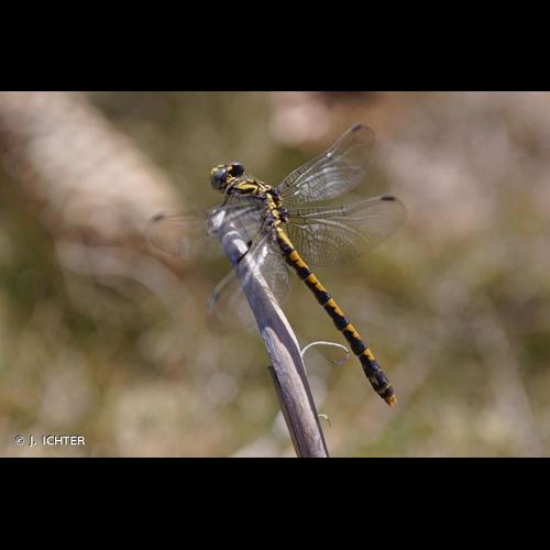 <i>Onychogomphus forcipatus forcipatus</i> (Linnaeus, 1758) &copy; J. ICHTER