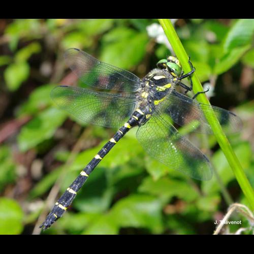 <i>Cordulegaster bidentata</i> Selys, 1843 © J. Thévenot