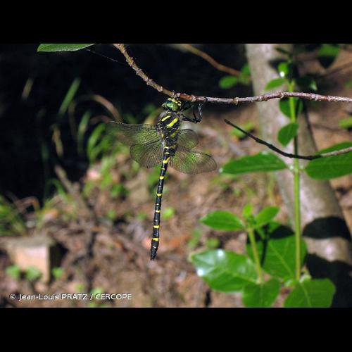 <i>Cordulegaster boltonii boltonii</i> (Donovan, 1807) © Jean-Louis PRATZ / CERCOPE