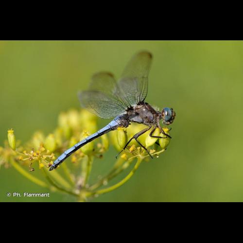 <i>Orthetrum coerulescens coerulescens</i> (Fabricius, 1798) © Ph. Flammant