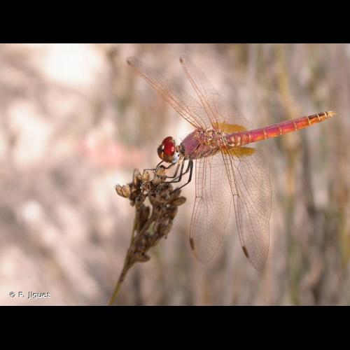 <i>Trithemis annulata</i> (Palisot de Beauvois, 1807) © F. Jiguet