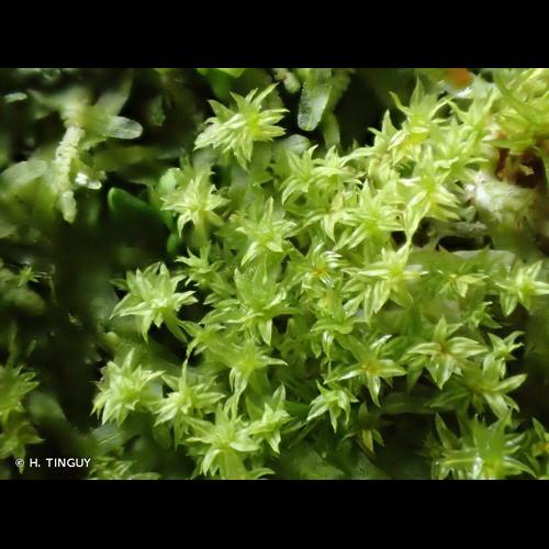 <i>Zygodon conoideus</i> (Dicks.) Hook. & Taylor, 1818 © H. TINGUY