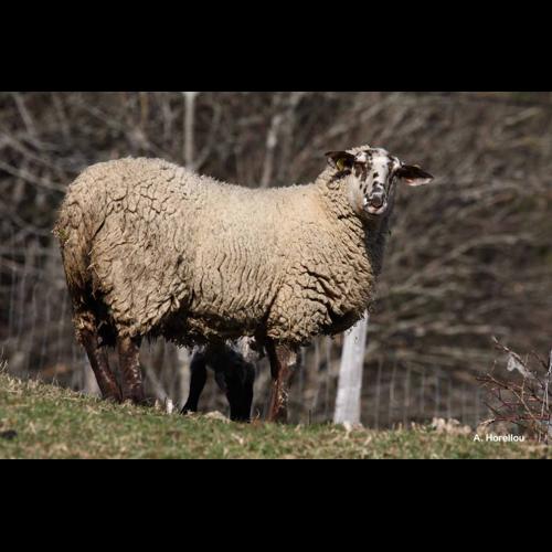 <i>Ovis aries</i> Linnaeus, 1758 © A. Horellou