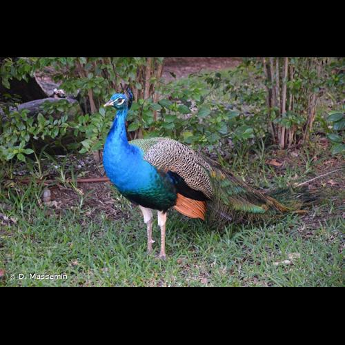 <i>Pavo cristatus</i> Linnaeus, 1758 © D. Massemin