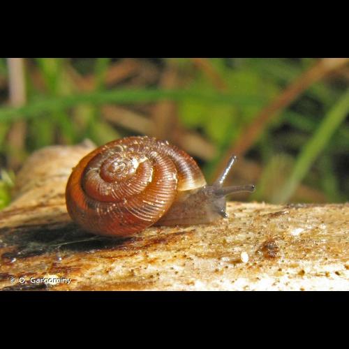 <i>Discus ruderatus</i> (W. Hartmann, 1821) © O. Gargominy
