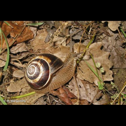 <i>Helix lucorum</i> Linnaeus, 1758 © O. Gargominy