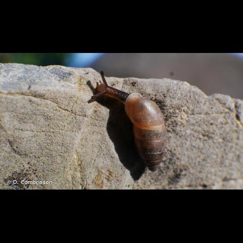 <i>Jaminia quadridens</i> (O.F. Müller, 1774) &copy; D. Combrisson