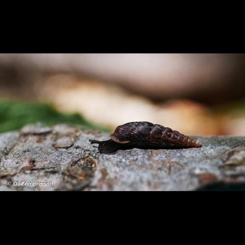 <i>Macrogastra plicatula</i> (Draparnaud, 1801) © D. Combrisson