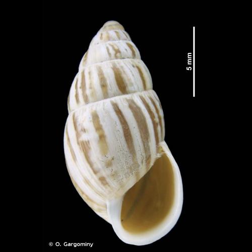 <i>Zebrina detrita</i> (O.F. Müller, 1774) &copy; O. Gargominy