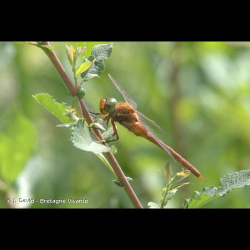 <i>Aeshna isoceles</i> (O.F. Müller, 1767) &copy; J. David - Bretagne Vivante