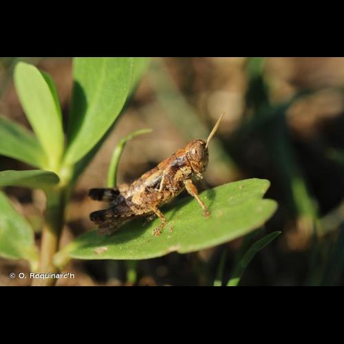 <i>Pezotettix giornae</i> (Rossi, 1794) © O. Roquinarc'h