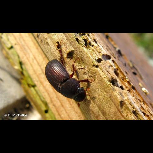 <i>Acrossus rufipes</i> (Linnaeus, 1758) © F. Michalke