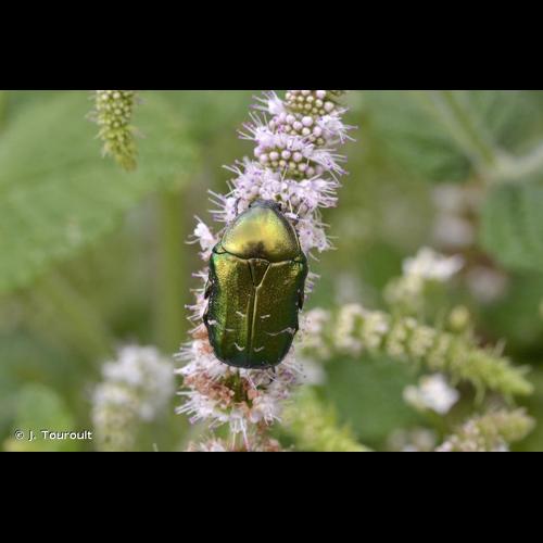 <i>Cetonia aurata aurata</i> (Linnaeus, 1758) &copy; J. Touroult