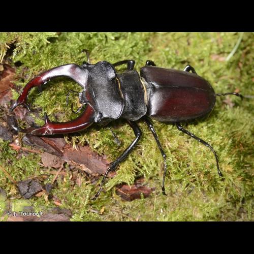 <i>Lucanus cervus cervus</i> (Linnaeus, 1758) © J. Touroult