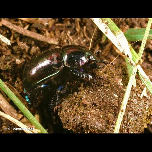 <i>Trypocopris pyrenaeus</i> (Charpentier, 1825) © C. Vanderbergh