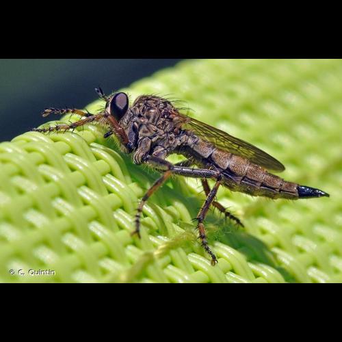 <i>Tolmerus atricapillus</i> (Fallén, 1814) © C. Quintin