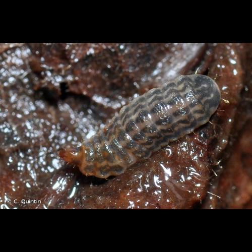 <i>Hermetia illucens</i> (Linnaeus, 1758) © C. Quintin